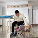 동물보육원 양산점 | 경남 양산에서 충남 홍성으로 입양 간 진도자매'수민,마니' 입양 후기❤️