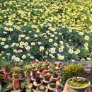 향기나는 화원 | [용인나들이]식물원 수준의 대형 화원남사화훼단지 에르베플라워아울렛 방문 후기