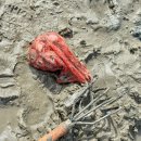 마시안어촌체험·휴양마을 | 인천 영종도 마시안 갯벌체험 물때 서해 조개잡이 체험