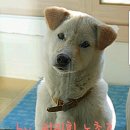 꼴통 Daum카페
