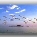 백조 Daum카페