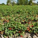 차진열농장 이미지