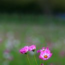 황금이삭 이미지