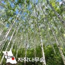 달맞이명품막국수 | 강원도 인제 가볼만한곳 자작나무숲 코스 소요시간, 방문 전 필수 체크!
