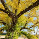 두곡리 은행나무 이미지