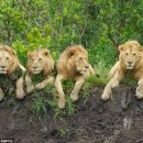 동물의 왕국 이미지