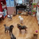 나밍밍 강아지네 이미지