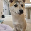 시골개 새참 이미지