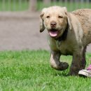 사랑애견 이미지