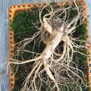 현대인삼 이미지