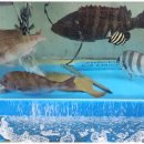 수산킹종합어시장 이미지