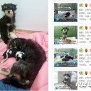 강아지대학로 이미지