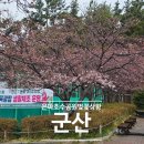 2025 군산 벚꽃 명소 은파호수 공원! 개화 상태·주차장·야시장 완벽 가이드