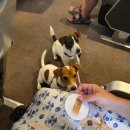 이아섬2 | [그리스] 밀로스섬 2박, 요트투어, Sarakiniko, 고양이 사진 많음(자랑하는것입니다)