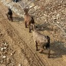삼남매 염소농장 이미지