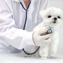 호평동물병원 이미지