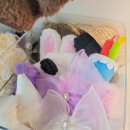 UR(대전광역시)-[반석동로]-상-28 | [대전 강아지 사진관]라뭉스튜디오에서 강아지 프로필, 증멍사진 촬영하고 왔어요! 자세한 솔직후기!