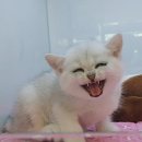 김해 강아지분양 고양이분양 똥강아지 이미지