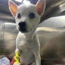 헤이븐동물병원 이수점 | 이수동물병원, 10살 노령견 십자인대&amp;슬개골 동시 수술 후기 (스피츠 대박이)