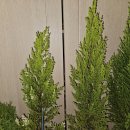 아델라농장 이미지