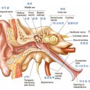 휴보청기 중랑 난청센터 이미지