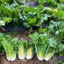 이종란농장 이미지