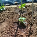 송암농장(2) 이미지