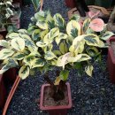 동백농원 이미지