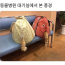 CH동물병원 네이버블로그