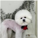 키스더도그/아르테미스 이미지