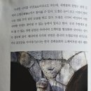 백택과나티 이미지