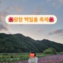 코스모스축제장 제방 | [평창 백일홍축제] 평창 축제/ 평창 가볼만한곳/추석 여행/ 축제 기간/입장료/주차장소/솔직후기