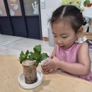 🌞2반 🌿 행운목에 물을 주어요 🌿 이미지