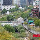 청계천 물고기 종류수 5배 늘어-- 이미지