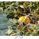 참외생태학습원 이미지