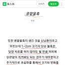 신장(콩팥)에 생기는 혹 신장낭종(신장물혹) 이미지