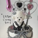 오아, our happy hour | 인천 수제 강아지 케이크와 브런치 맛집 카페 오아 내돈내산 찐 후기