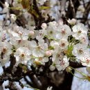 2026.04.06(D) : Cherry Blossom Ending 이미지