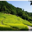 청주시 추정리 유채꽃밭(사진 제공 - 향기님) 이미지