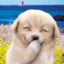 서촌막국수 이미지