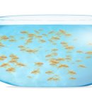 금붕어PC 이미지