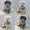 멍멍하개 이미지