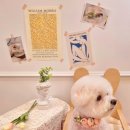 츄츄애견 이미지