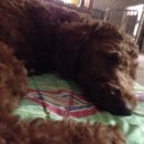 다원동물병원 이미지