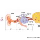 인체 _ 우리몸의 센서(감각기관:귀) _ 교육자료02 이미지