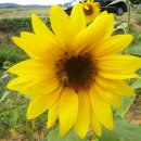 화원농장 이미지