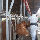 접정축산 이미지