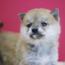 펫사랑일산점 이미지