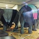 코끼리삼겹살 이미지