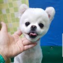 파주애견미용센터 이미지